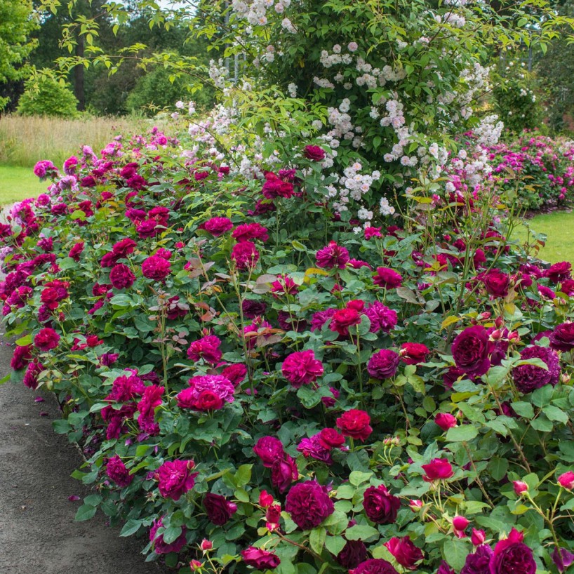 Hoa Hồng Darcey Bussell